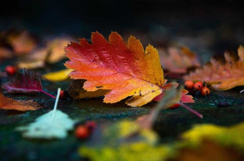 fall planting
