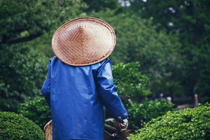 Summer Harvesting