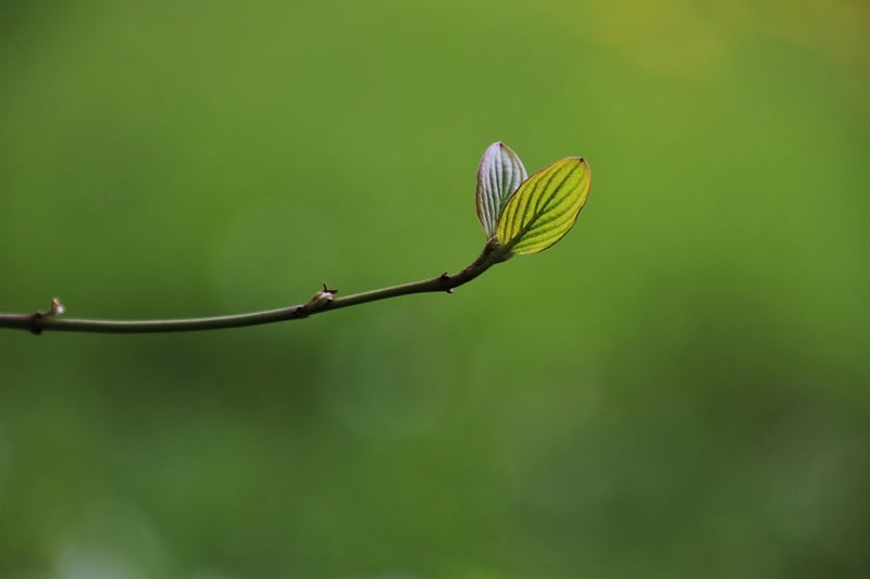 Plants Growth